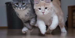 Foto: (Nils Jacobi/istock)