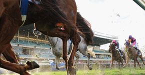 Cavalos explorados morrem em competição hípica