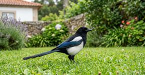 Você vê larvas no jardim? Então você deve agir imediatamente