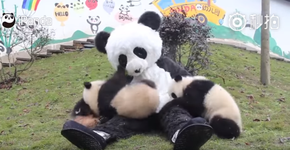 O vídeo mais fofo que você vai ver hoje: o panda-humano