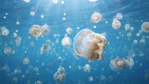 República de Palau - Imagem: National Geographic