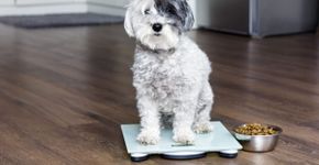 Veja como os hábitos dos tutores podem influenciar a obesidade dos pets