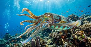 Uma criatura marinha maravilhosa com sangue azul e três corações