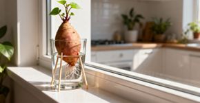 Como cultivar uma trepadeira de batata-doce: O truque fácil para decorar sua casa