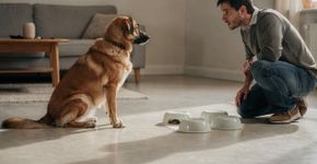 O truque para descobrir se o seu cachorro é um gênio ou só um preguiçoso