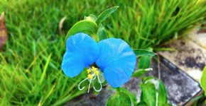 Blog oferece dicas sobre jardinagem