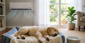 Você deve deixar o ar condicionado ligado para seus animais de estimação?