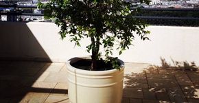 Empresa faz sucesso vendendo jabuticabeiras para casa