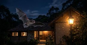 Se você avistar morcegos voando ao redor de sua casa ou jardim à noite, nós lhe diremos o que isso significa e por que é algo bom