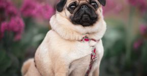 7 cuidados importantes com cachorros braquicefálicos 