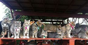 Santuário no Havaí tem quase 500 gatinhos
