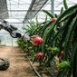 Da redação: Pesquisadores espanhóis criaram o DragonBot, robô que identifica pitayas maduras e colhe apenas a fruta certa para reduzir o trabalho manual