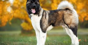 Akita americano: conheça as características do cachorro dessa raça 