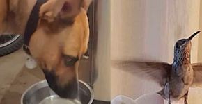 Beija-flor se recusa a abandonar o cachorro que salvou sua vida