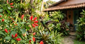 Se você encontrar algum beija-flor em sua casa ou jardim, nós lhe diremos o que isso significa e por que é algo bom
