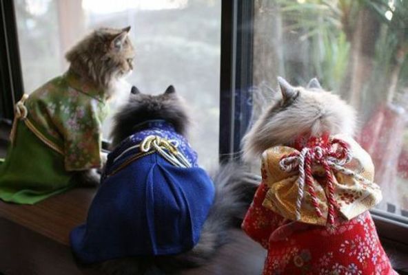 Gatos vestem quimono no Japão/ Imagem: Reprodução/ RocketNews24