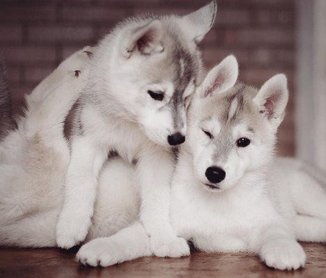 Fotógrafa registra cães da raça husky siberiano