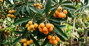 A árvore que produz frutos alaranjados em cachos chama atenção quando eles começam a amadurecer