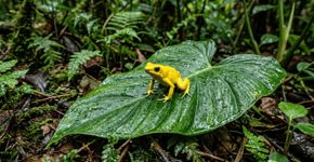 Eles medem entre 2 e 6 centímetros, mas sua pele pode esconder uma das toxinas mais letais do planeta, por isso o “sapo dardo venenoso” é tão temível