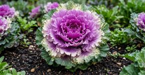 O jardim de setembro que continua bonito mesmo quando as flores diminuem: couve ornamental, repolho ornamental e acelga colorida transformam vasos com folhas roxas, brancas, verdes e hastes multicoloridas