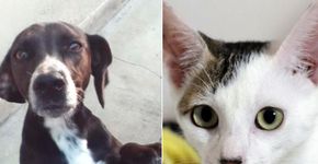 Como encontrar um animal perdido? Veja dicas e serviços de buscas