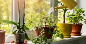 Foto: (iStock)