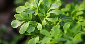 Arruda: 4 benefícios da planta para a espiritualidade