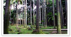 Programação zen no Parque da Água Branca