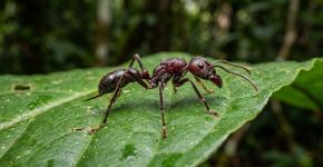 Esta formiga amazônica ficou famosa por uma ferroada tão dolorosa que seu nome popular compara a sensação a levar um tiro
