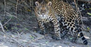 Número de onças-pintadas no Parque Nacional do Iguaçu aumenta 70%