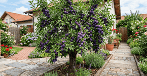 A árvore ideal para jardins pequenos dá frutos no verão e não danifica o pavimento.