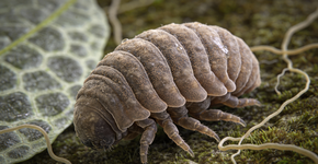 O bichinho microscópico imortal que sobrevive no vácuo do espaço e até dentro de um vulcão