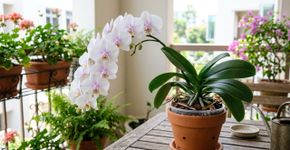 Colocar banana amassada na terra do pé de orquídea: quais os benefícios e para que serve