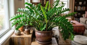 A vizinha me mostrou o que ela espalha nas zamioculcas, depois de um mês, minha planta produziu dez novos caules