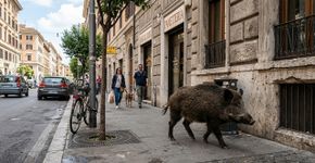 Os especialistas concordam: analisam 400 exemplares e confirmam que os javalis urbanos e rurais são geneticamente distintos