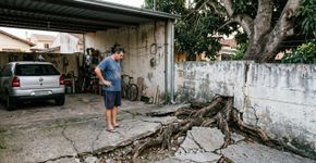 Morador corta raízes que começaram a levantar o piso de sua garagem e vizinho reclama que a árvore ficou instável depois do serviço