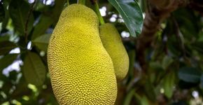 Jaca: 7 benefícios da fruta para a saúde e formas criativas de consumo