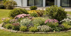 4 plantas perenes de crescimento rápido que vão deixar seu jardim lotado rapidamente
