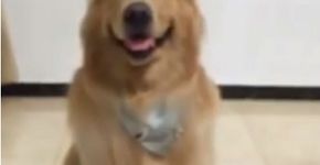 Cachorro aprende a sorrir para a câmera e faz sucesso na internet