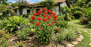 Linda como uma rosa em plena floração, resistente como uma erva daninha, e impossível de desviar o olhar de suas flores, essa é a flor dos seus sonhos