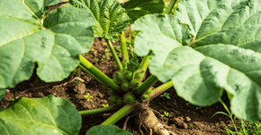 Pare de arrancar essa planta achando que é praga ruim