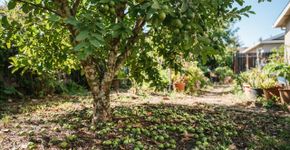 A goiabeira começa a produzir, mas os frutos caem antes de amadurecer: entenda o motivo