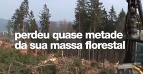 Após perder imensa área verde, Tailândia faz replantio criativo