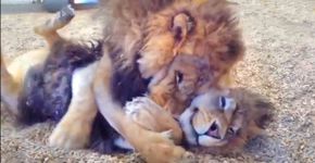 Irmãos leões resgatados de circo não param de se abraçar
