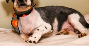 Fotos mostram o antes e depois de cachorros resgatados das ruas