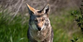 Coiotes: 7 curiosidades sobre esses animais 