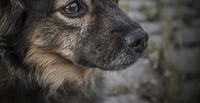 Adoção de animais dá desconto no IPTU em Ponta Grossa