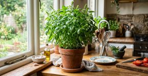 Conselhos para famílias que cultivam manjericão em casa