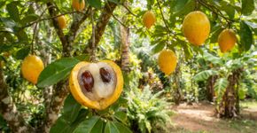 Fruta amazônica de polpa translúcida, fácil de cultivar em quintais, conquista os pomares brasileiros com um sabor que lembra caramelo e leite condensado