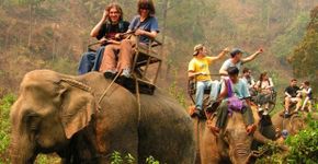 Passeios de elefante: entretenimento ou crueldade?